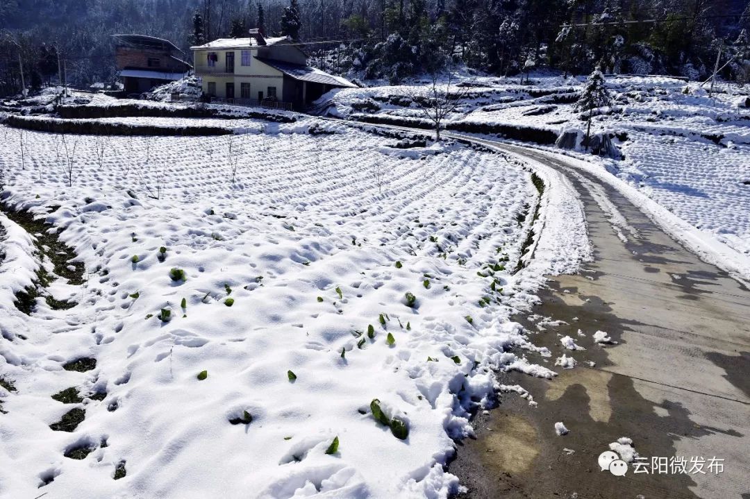 縣城內今年還沒有下雪沒辦法,雲陽人天生喜歡雪!