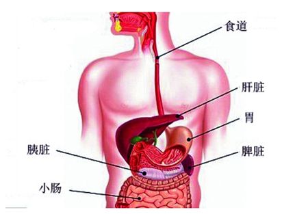 脾胃的位置图片