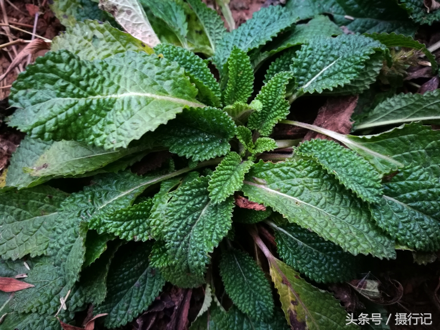 这两种植物随处可见,您都认识吗?都曾是有药用价值的中草药