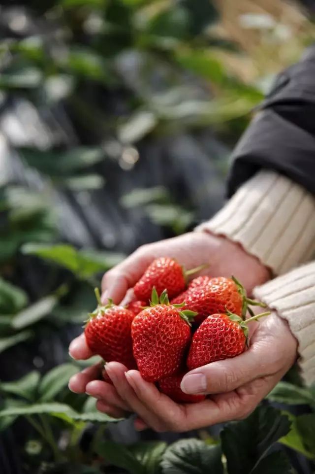 蓝美庄园粉红季任性吃无土美莓正当红2018第一批天空草莓正式开摘