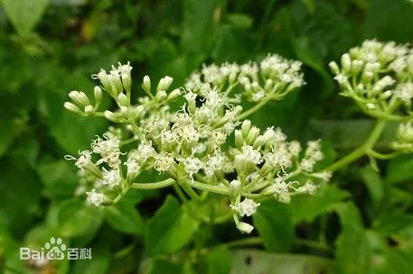 植物杀手薇甘菊图片