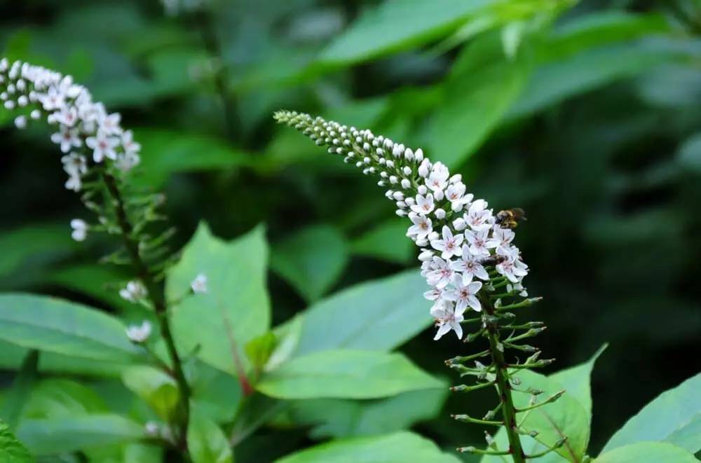 80種 · 農村的野花野草,你知道它們的名字嗎?