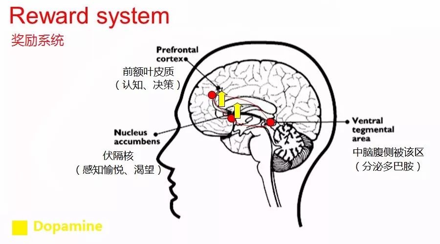 肥胖,衰老的元凶,不是脂肪而是它