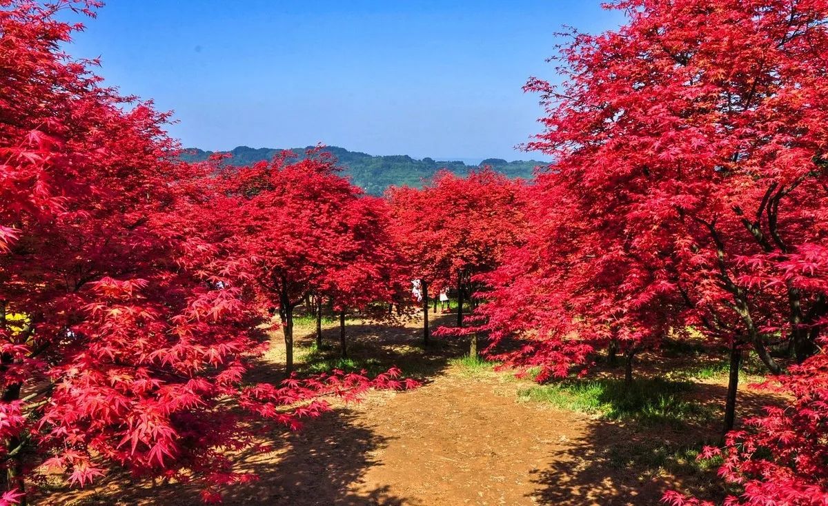 鸡爪槭和红枫价格(红枫和鸡爪槭价格高低)