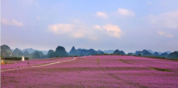 柳州柳东千亩花海图片