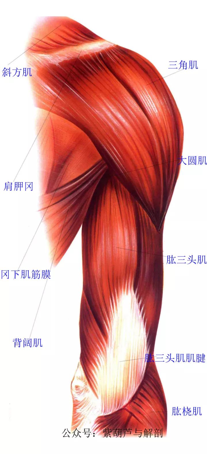 肩部和胸部肌肉解剖两段视频