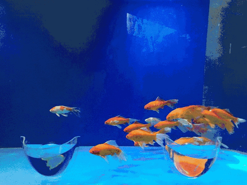 一群鱼的动态图片图片
