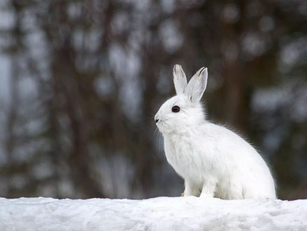 白靴兔自带大码雪地靴