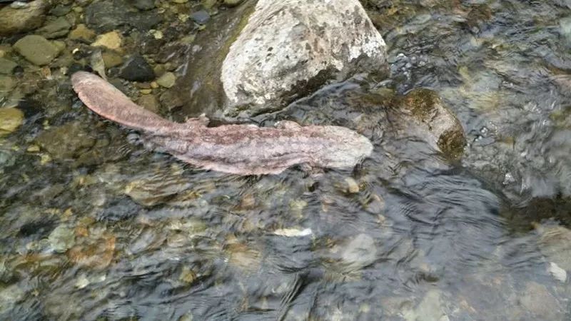 送子福星娃娃魚 隱身長陽山野地 電商大咖聚首方山溪谷賞大鯢