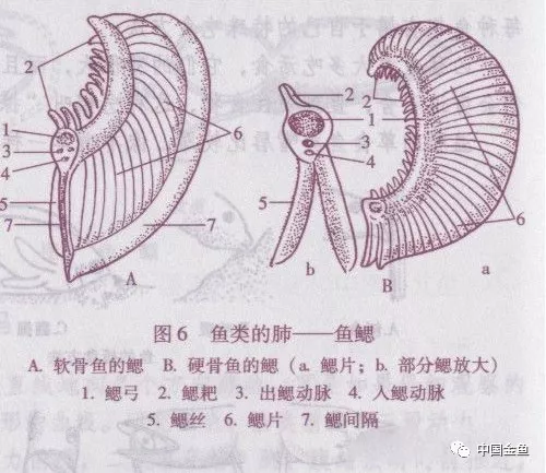 金鱼的四个属性介绍(视力,听力,呼吸,感觉器官)