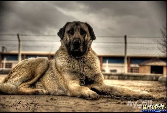 土耳其国宝坎高犬图片