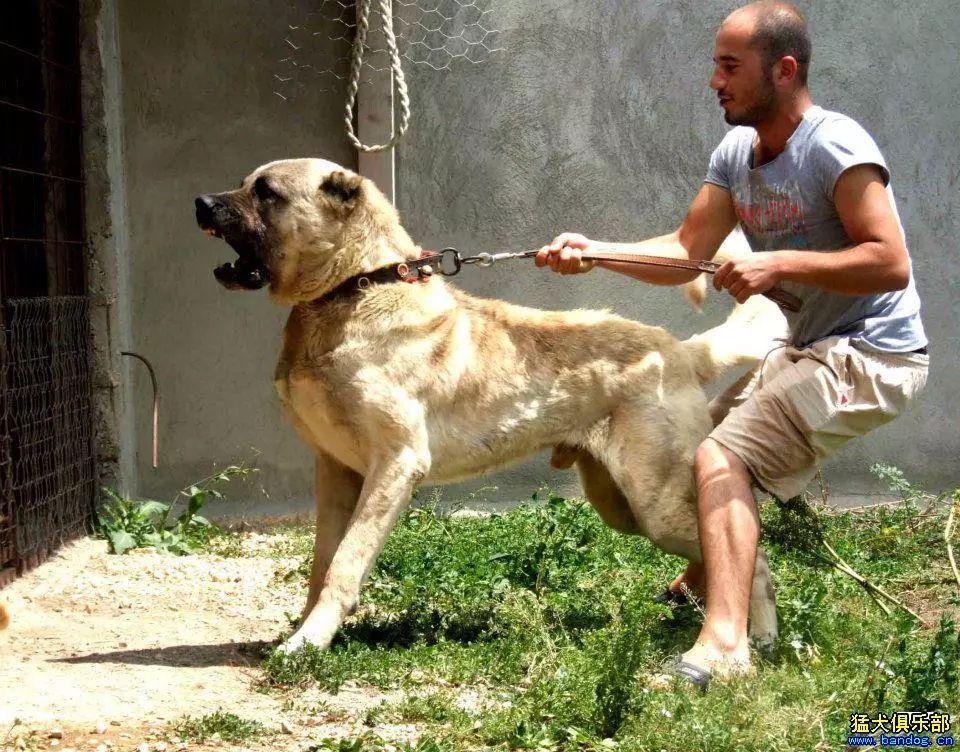 猛犬魅力 ▎坎高大戰大灰狼,慘烈場面讓人直冒冷汗!