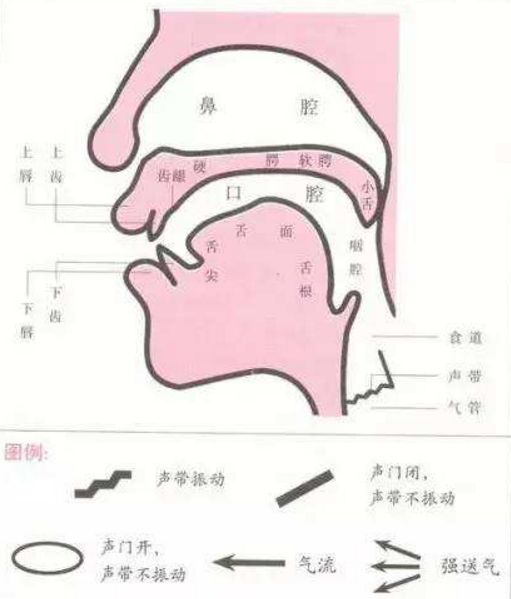 运动排出体外的过程中,在上呼吸道内形成气流,当该气流到达声门处时