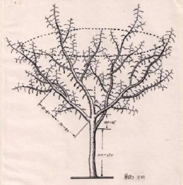 枣树栽培技术 枣树丰产树形及树体结构(上)