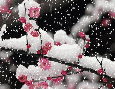 大雪纷飞梅花动态图图片