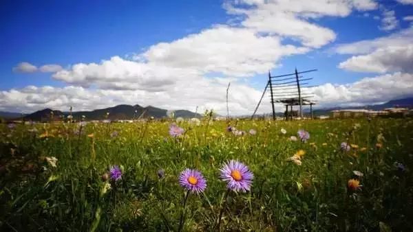 马久邑花海图片