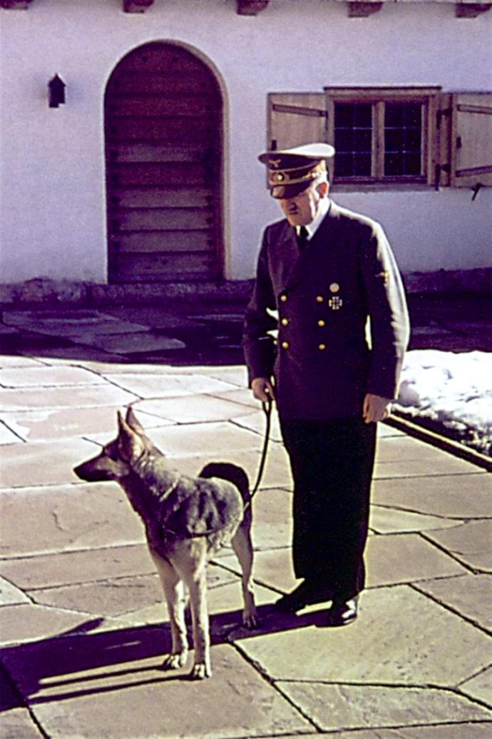 希特勒的狗布隆迪图片
