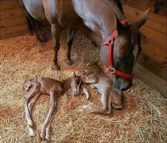 十一月懷胎馬baby誕生全記錄