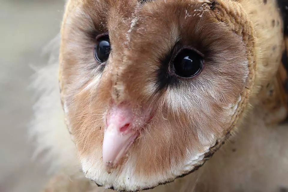 猴面鷹是國家二級保護動物,學名為草鴞屬,因為面盤扁平似猴臉,所以被