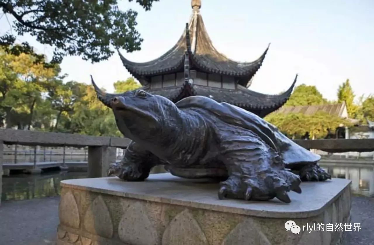 西园寺放生池边的班鳖铜像在这个浮躁快节奏的年代,我无数次为拥有