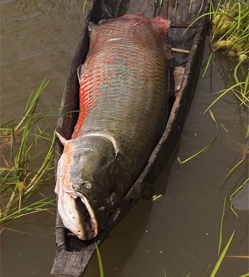 垂钓新闻亚马逊河垂钓巨骨舌鱼的精彩瞬间