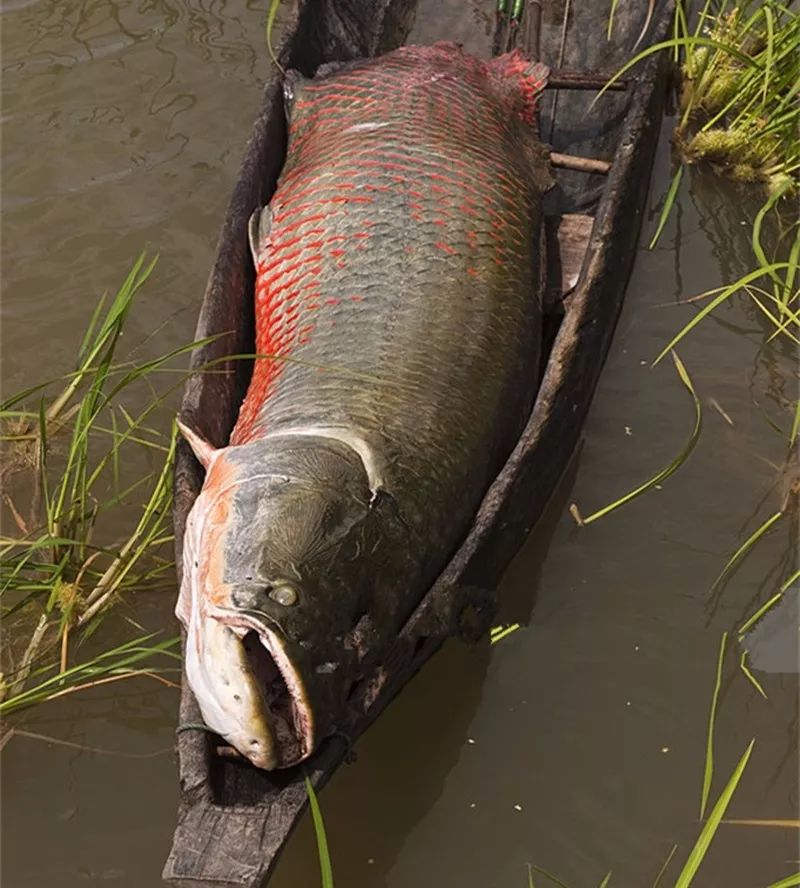 【垂釣新聞】亞馬遜河垂釣巨骨舌魚的精彩瞬間