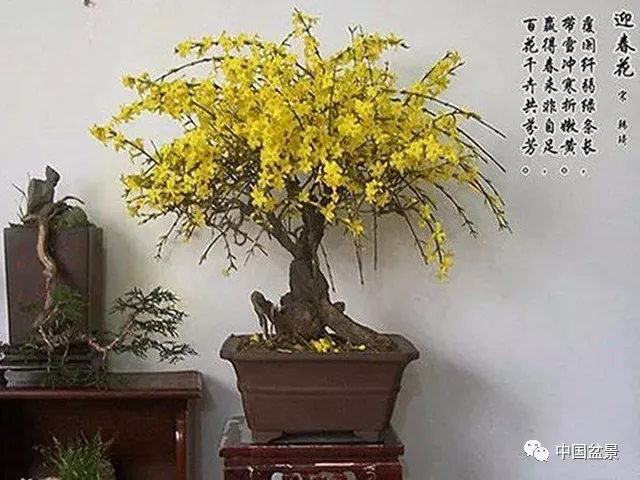 迎春花盆景的鑑賞養護