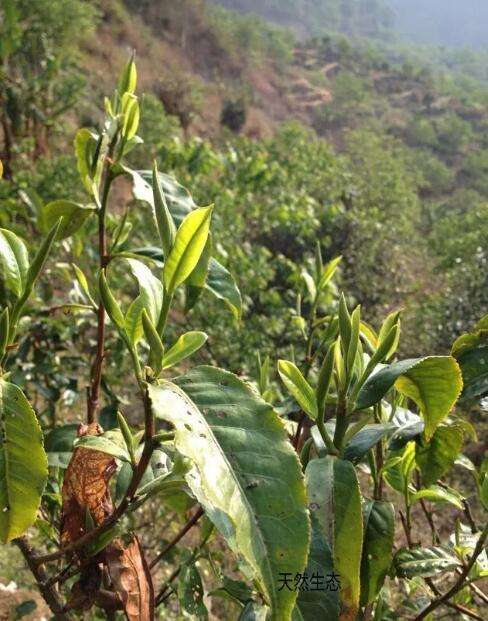 布朗茶樹普洱茶產地之古茶樹茶山遊記