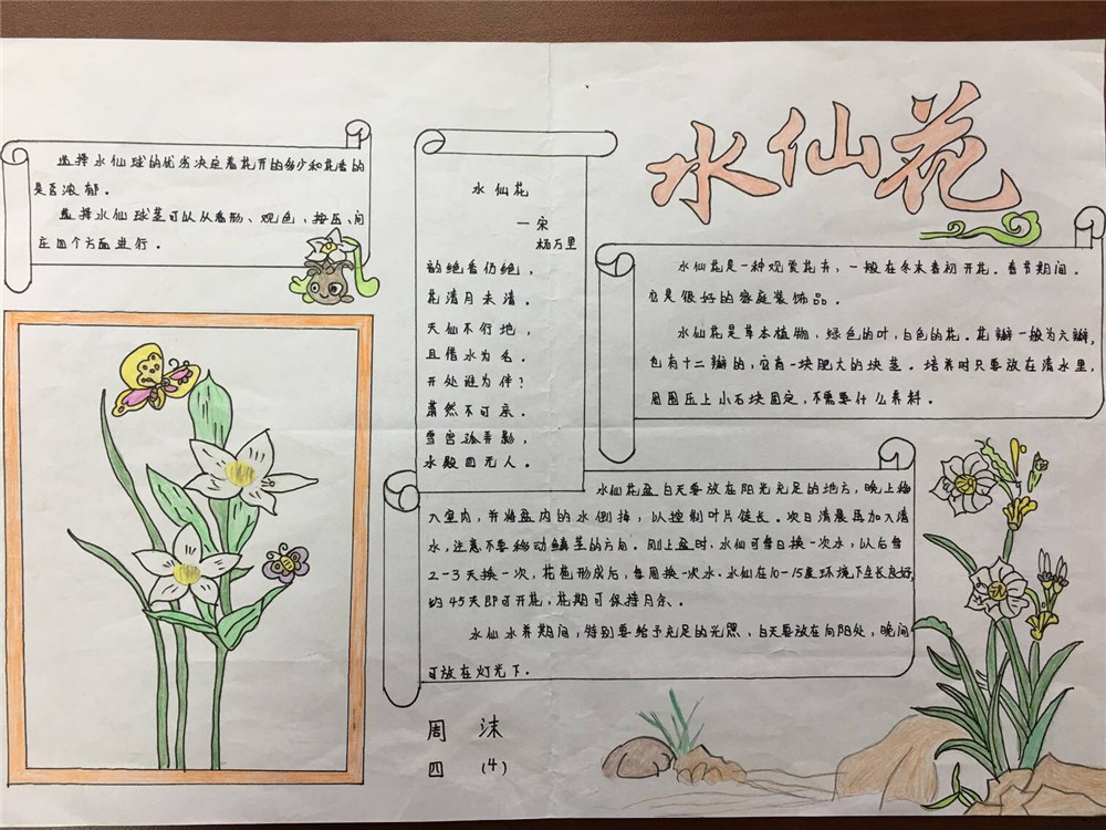 水仙花备忘录手抄报图片