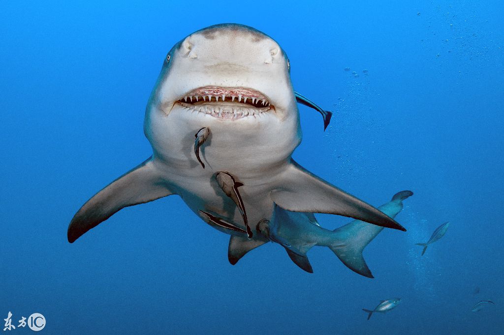 天生笑脸的鲨鱼