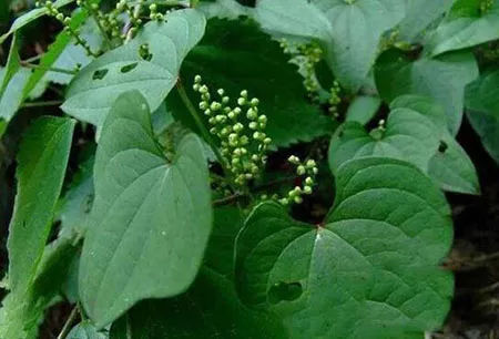 祛风除湿,活血通络还止咳,常见小野草,活用有奇效——穿地龙