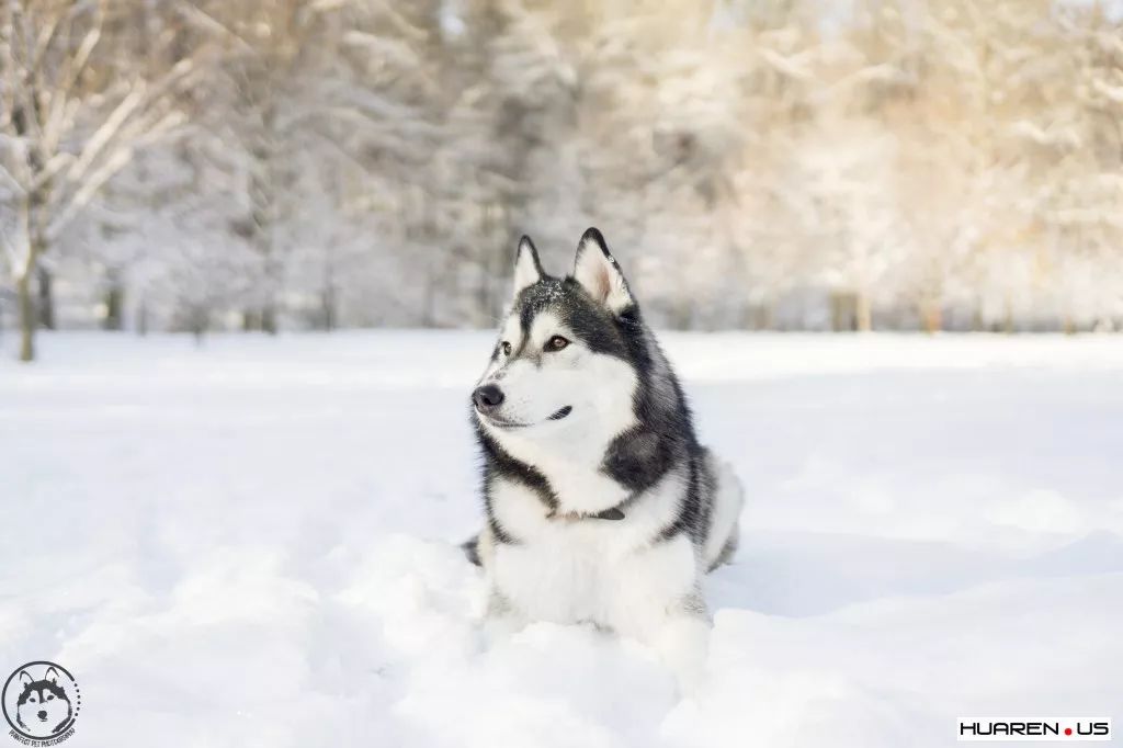 雪地中的哈士奇,才是真正的哈士奇!