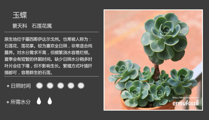 多肉植物简介100字(多肉植物简介100字左右)