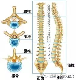 常灸背 活百岁 灸透脊柱上的 三关 百病皆可除 现在知道还不算