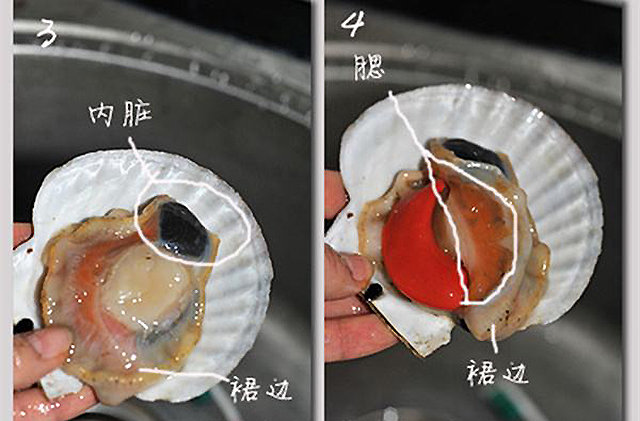 扇贝的结构图图片