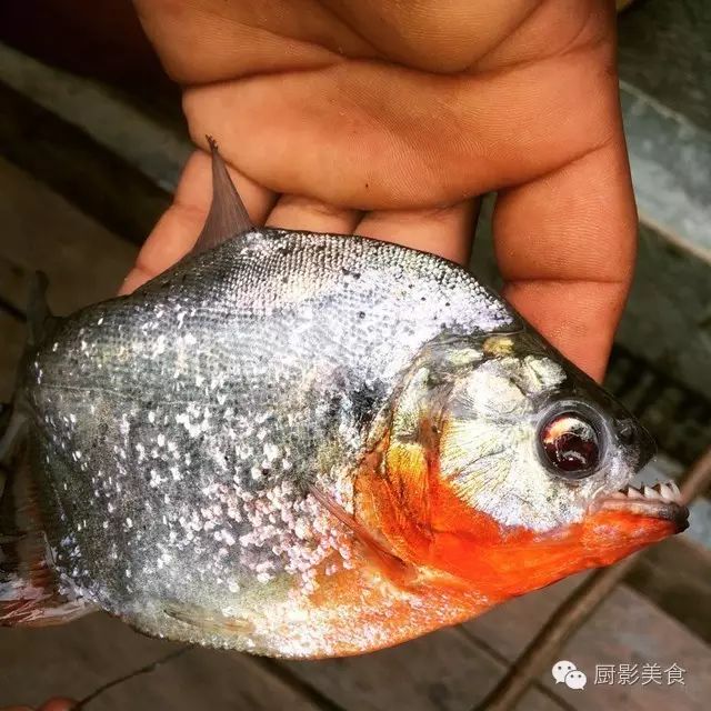 最危險的食用魚類排行榜