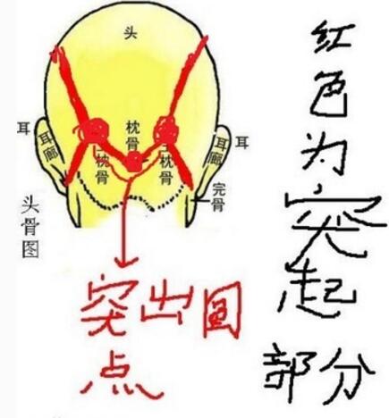枕骨高突,在相术中代表什么在后脑海之正部,其当中一骨形式略小,似为