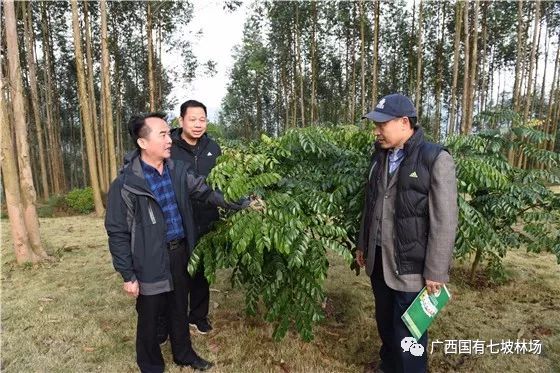 陈文军场长(左一)向覃宪儒书记(左二,曹坤芳院长(右一)介绍珍贵树种