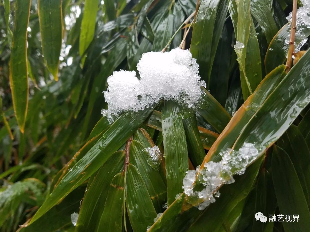 融空间散文竹林雪韵二