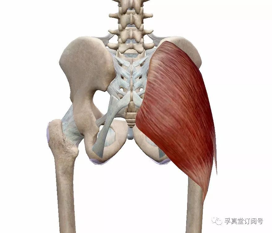 臀大肌解剖图片