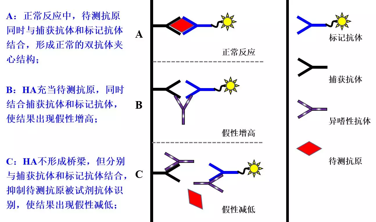 双抗体夹心法示意图图片