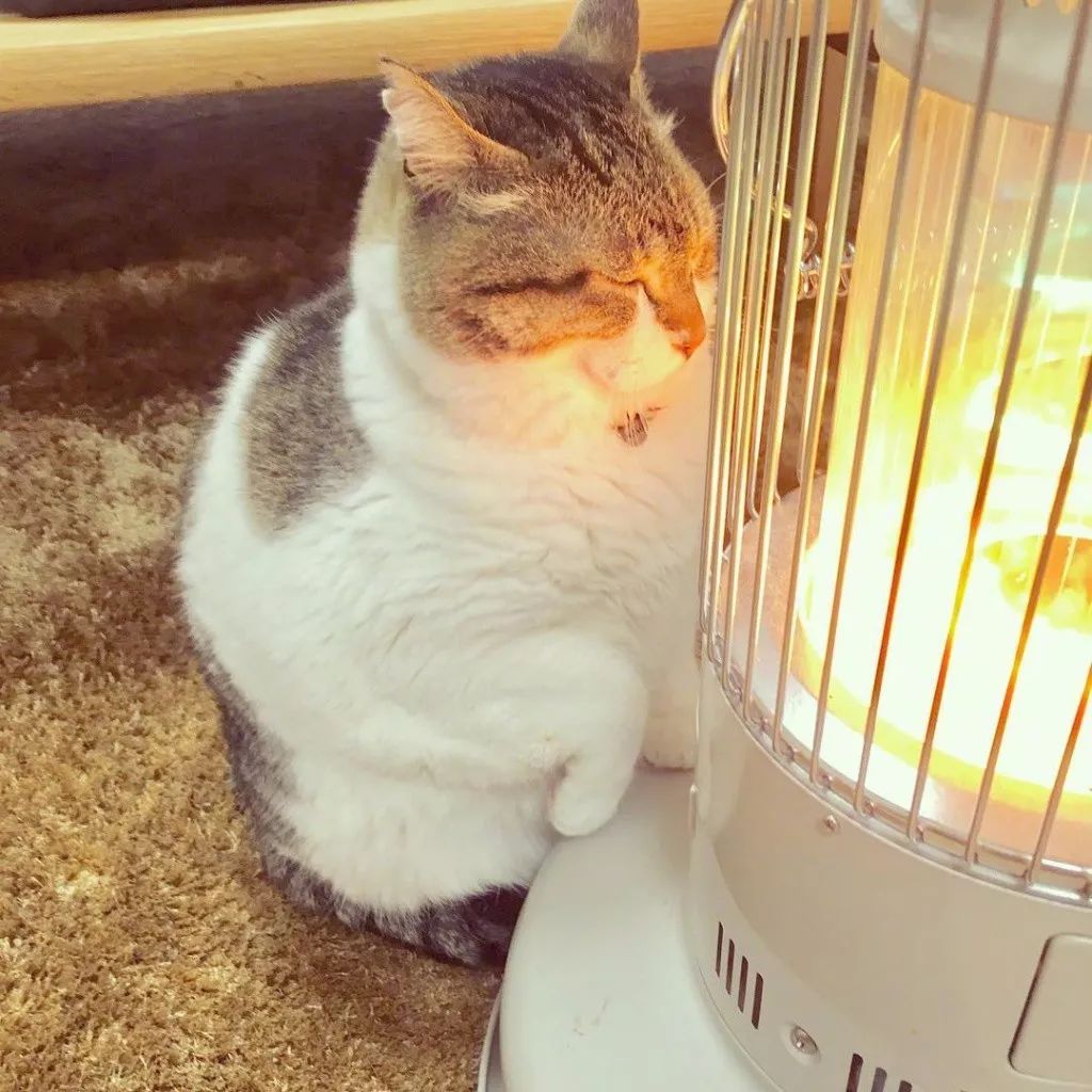 猫表情包烤火图片