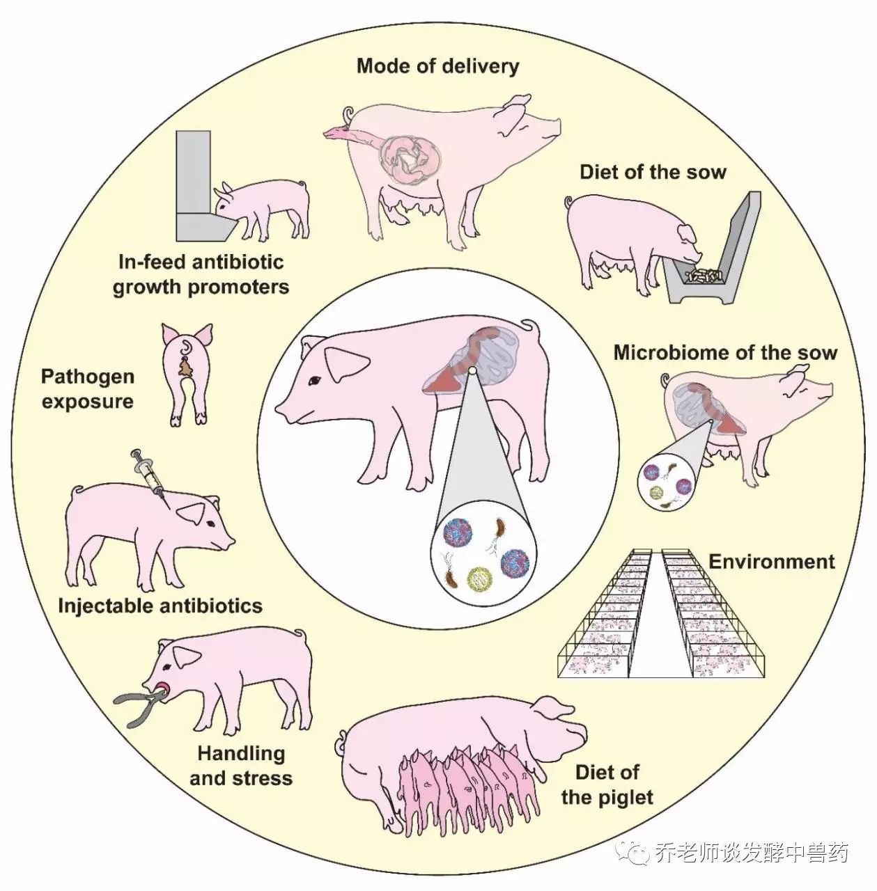 猪的呼吸系统结构图图片