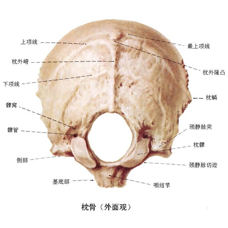 后脑勺结构图片
