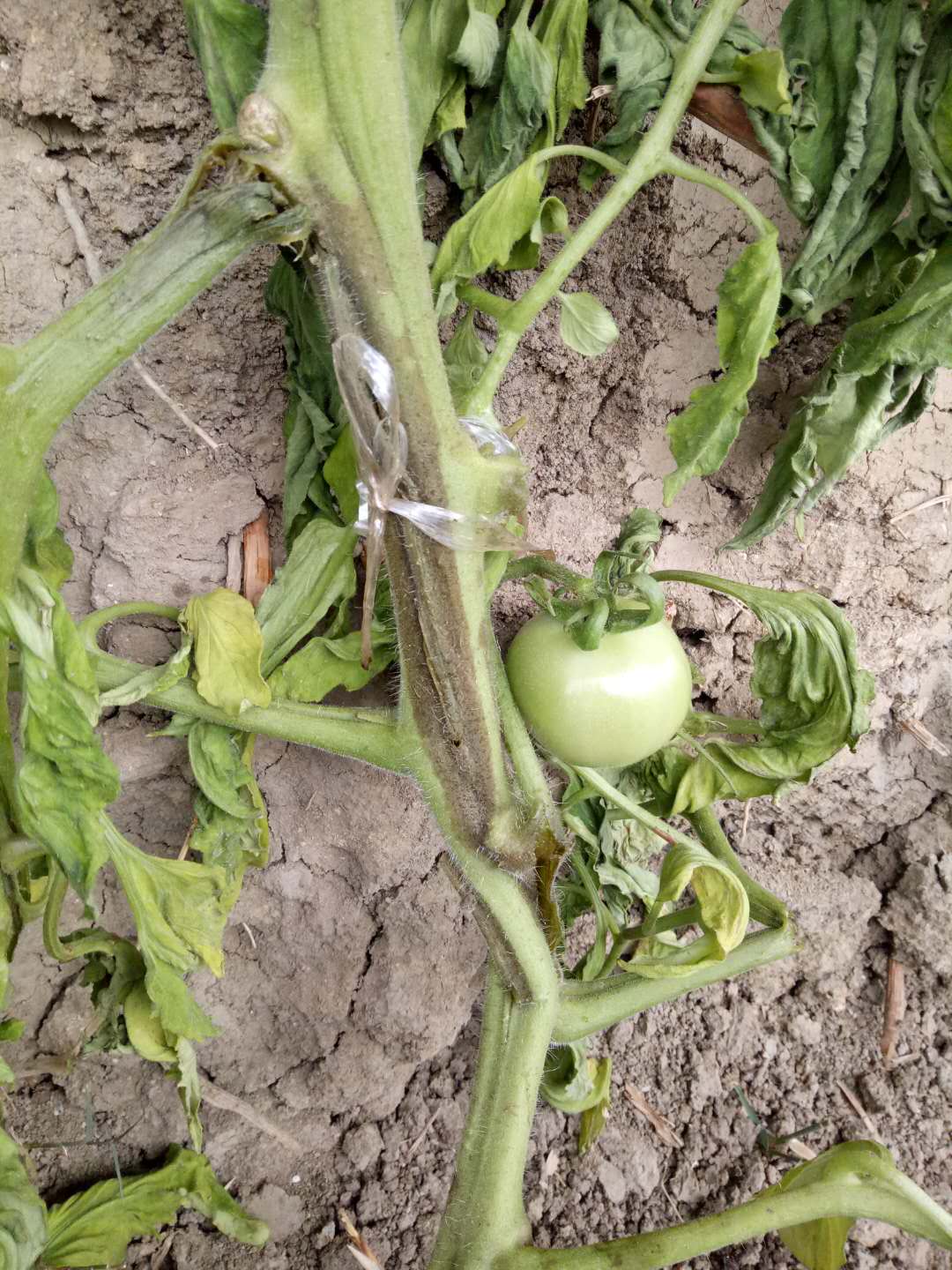 細菌性髓部壞死圖片番茄細菌性髓壞死病與番茄青枯病的主要區別:番茄