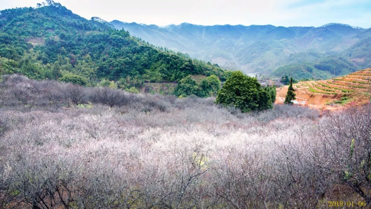 星河普宁南方梅园图片