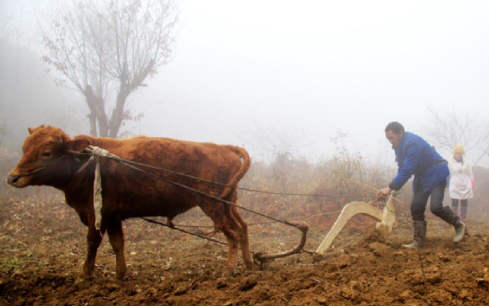 在云南地区,使用耕牛犁地依旧普遍存在