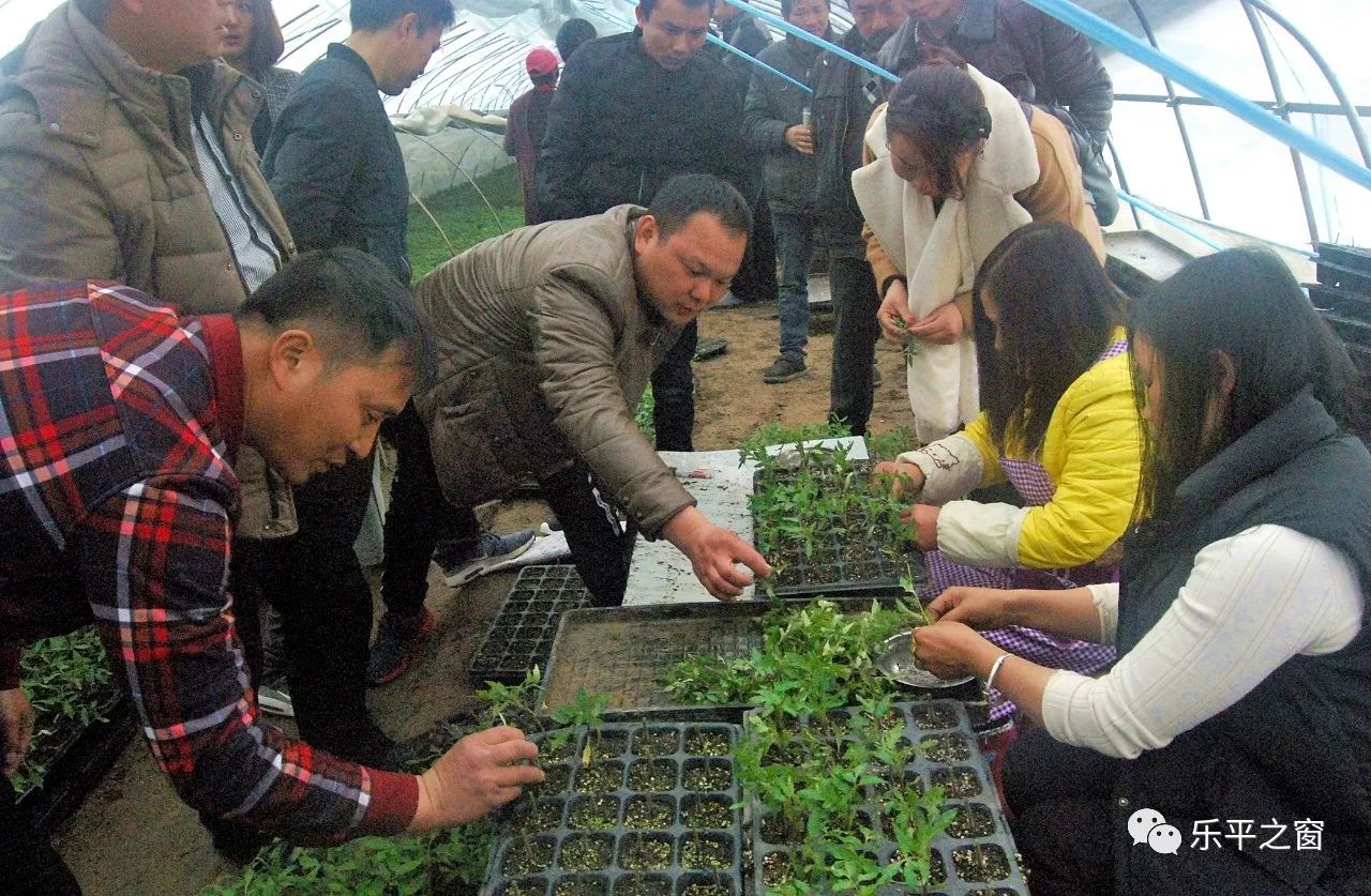 冬暖大棚綠意濃,樂平今年首場早春蔬菜技術培訓班開班授課