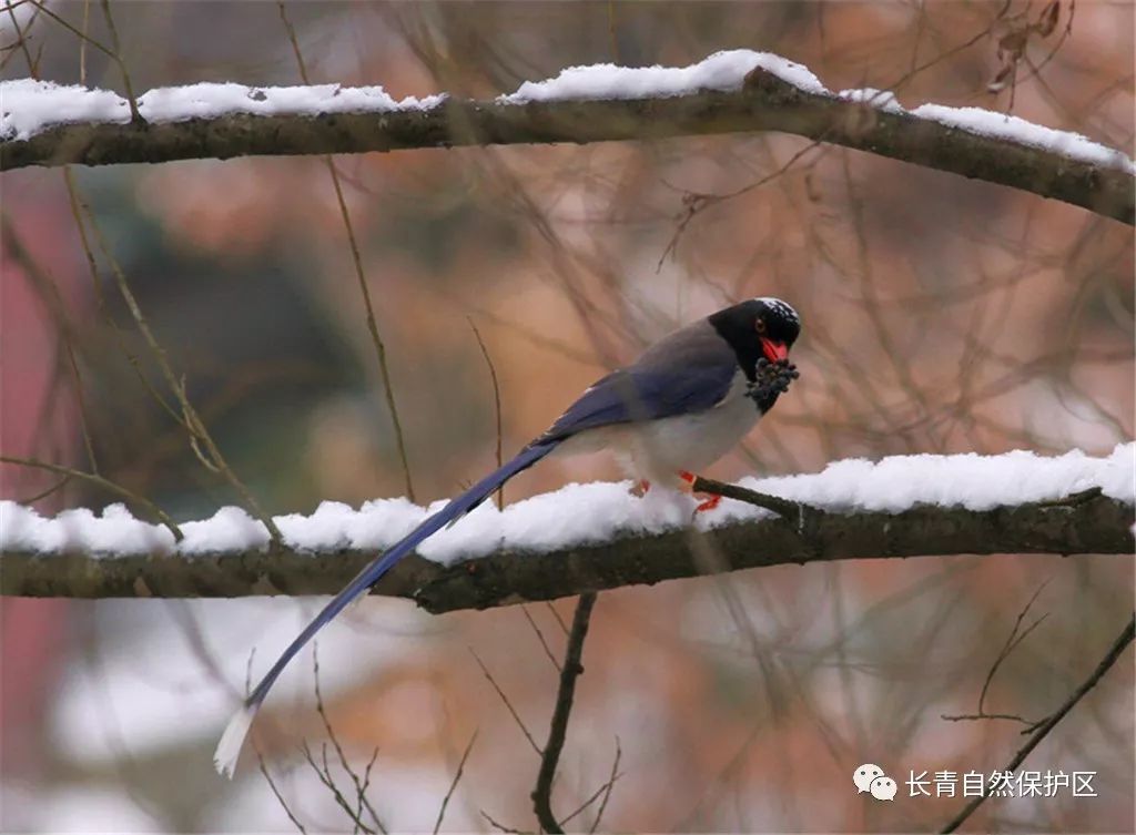 雪地野鸡图片图片