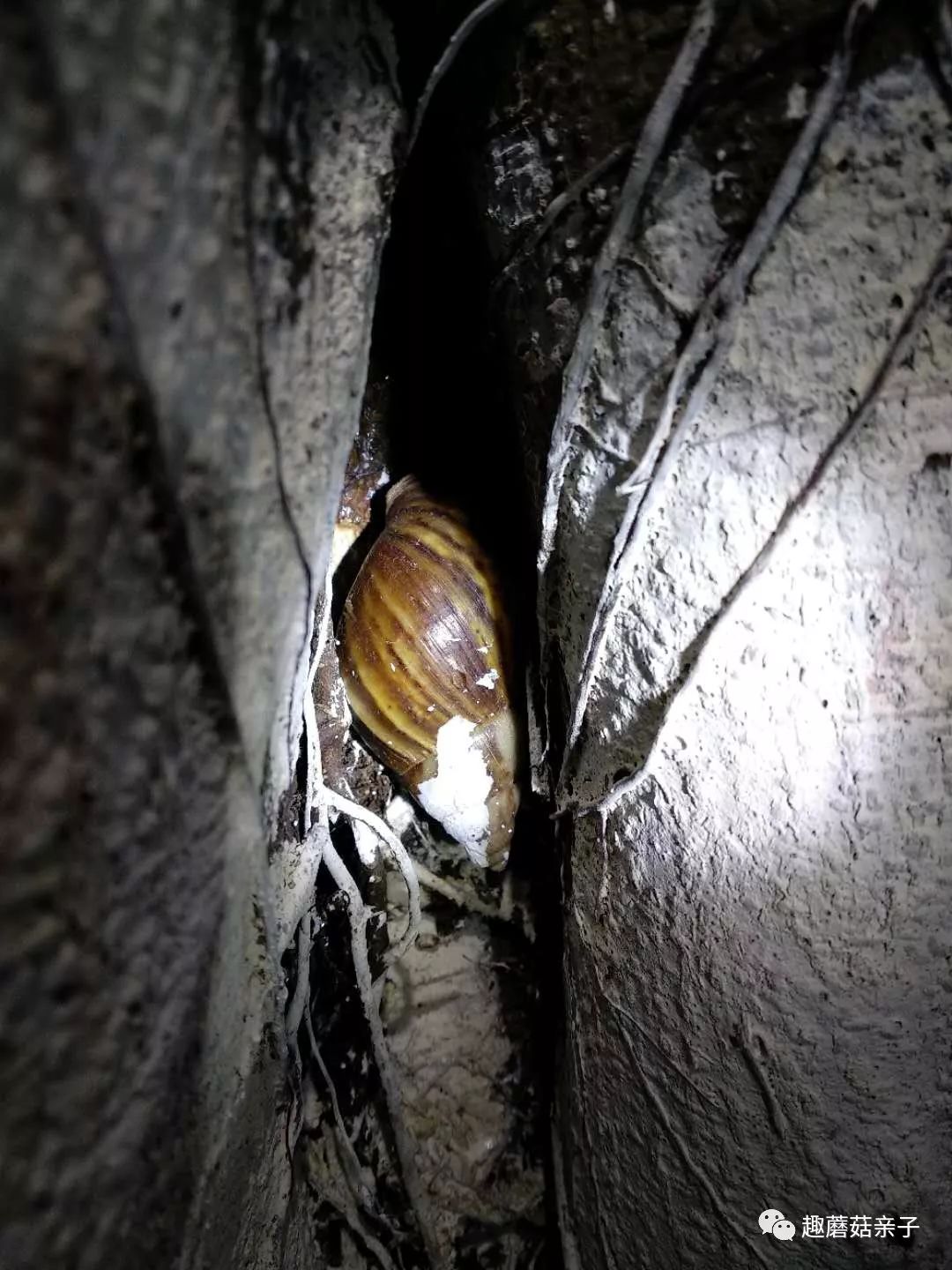 藏在树洞中的非洲大蜗牛